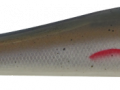Taimen_F_Roach